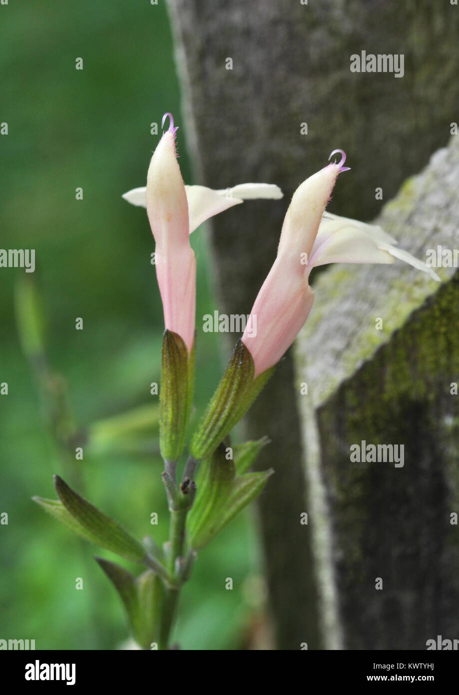 Salvia microphylla 'Trelawny' Stock Photo