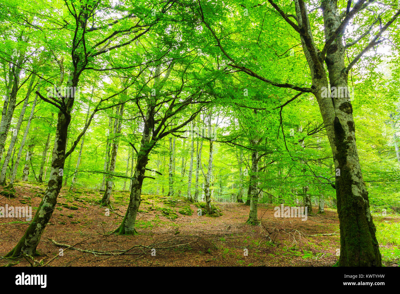 Beechwood trees hi res stock photography and images Alamy