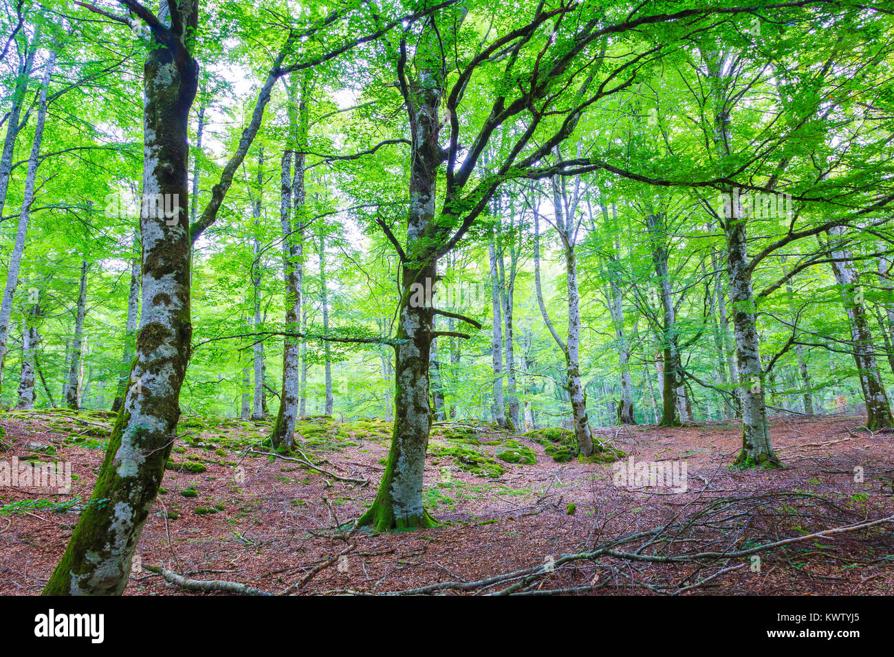 Beechwood trees hi res stock photography and images Alamy