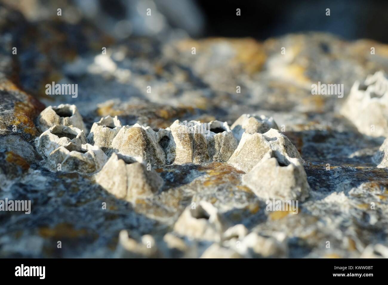 Barnacles on A Rock Stock Photo - Alamy