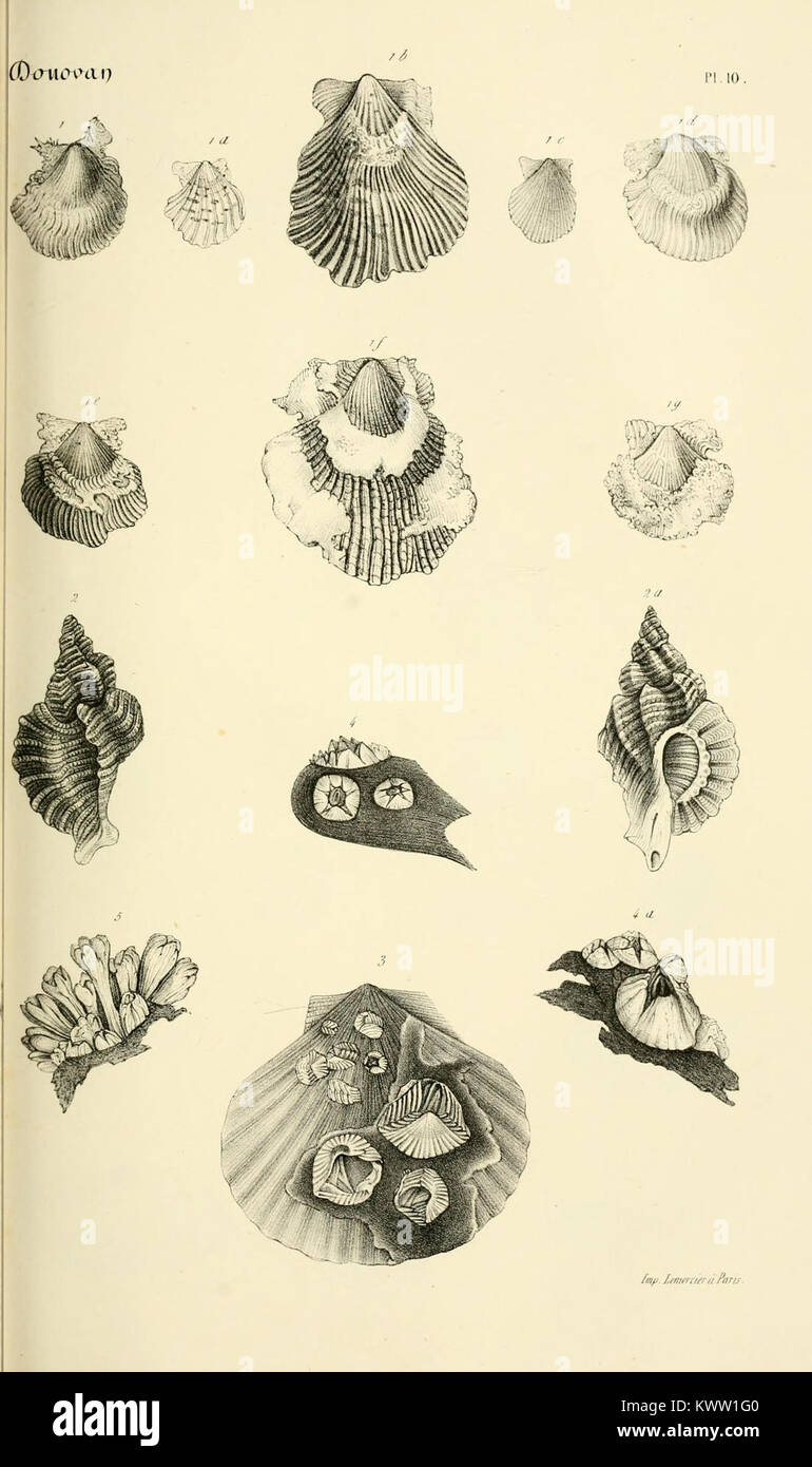 Conchological catalog hi-res stock photography and images - Alamy