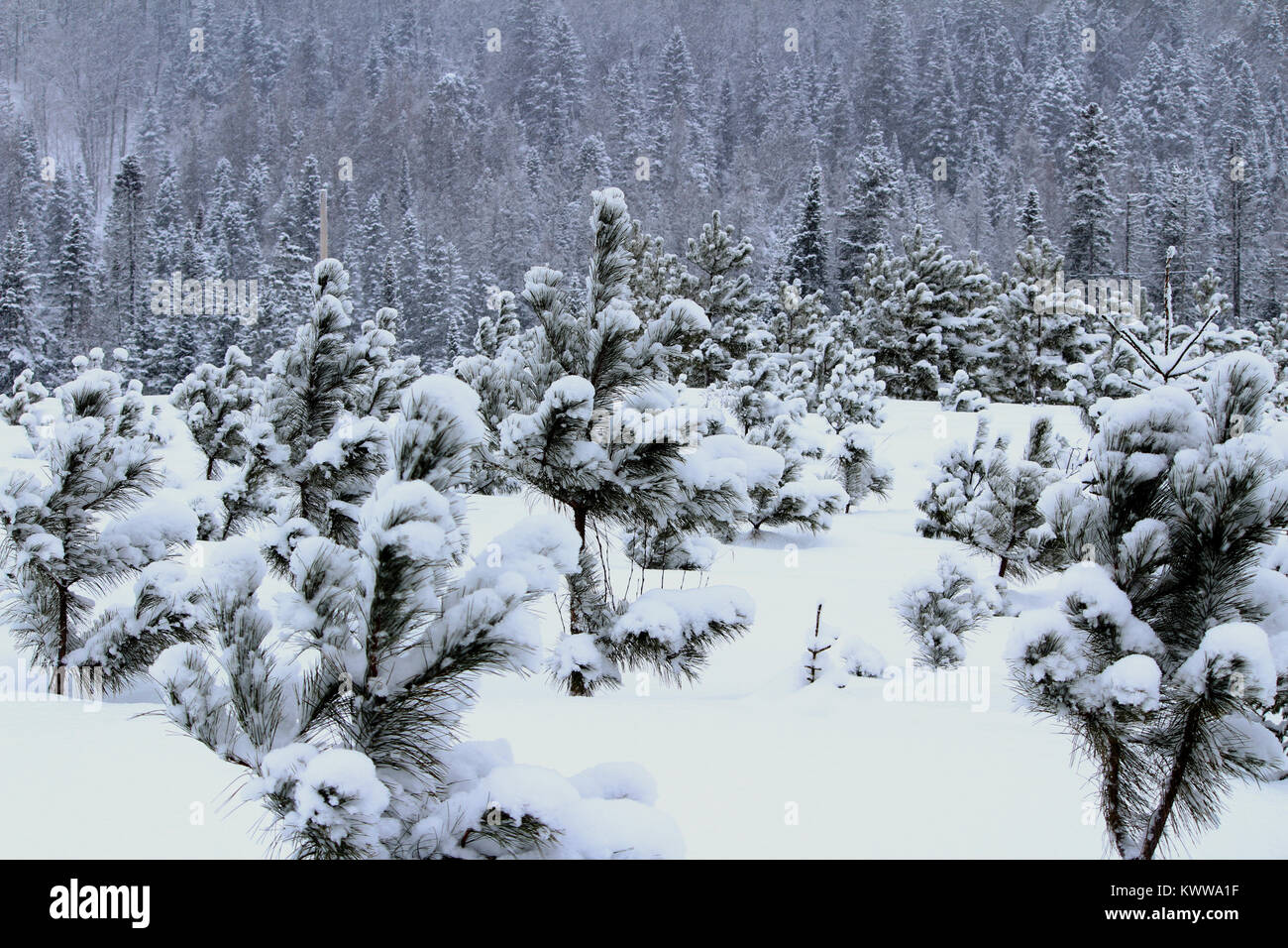 Forest nature landscape trees hi-res stock photography and images - Alamy