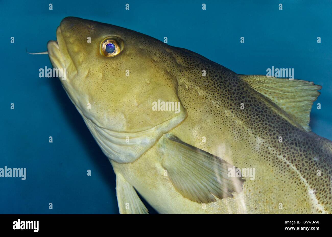 Photo of a fish looking in camera in the sea Stock Photo