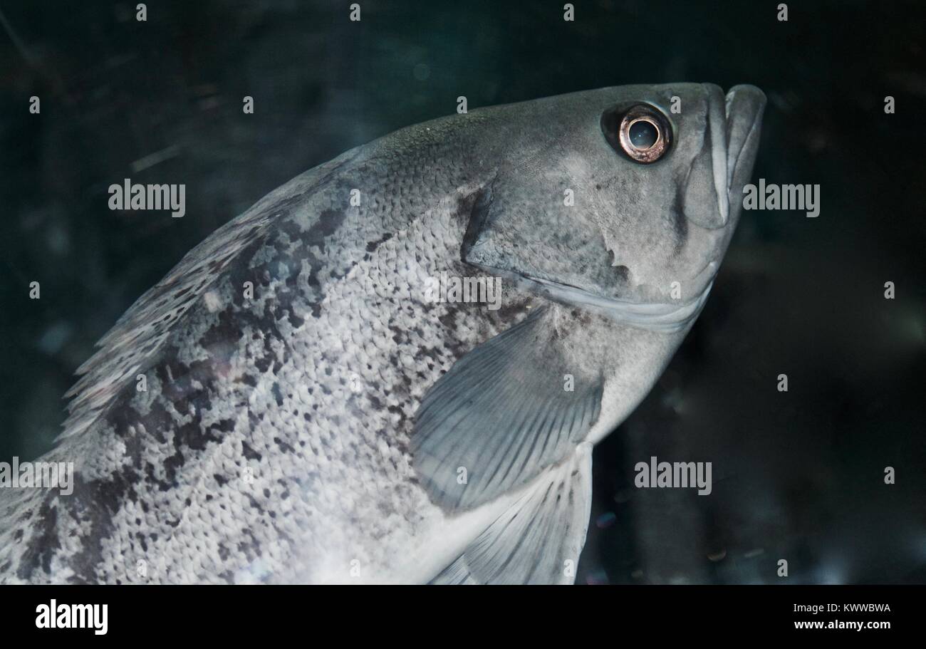 Beautiful background with a fish looking in camera Stock Photo