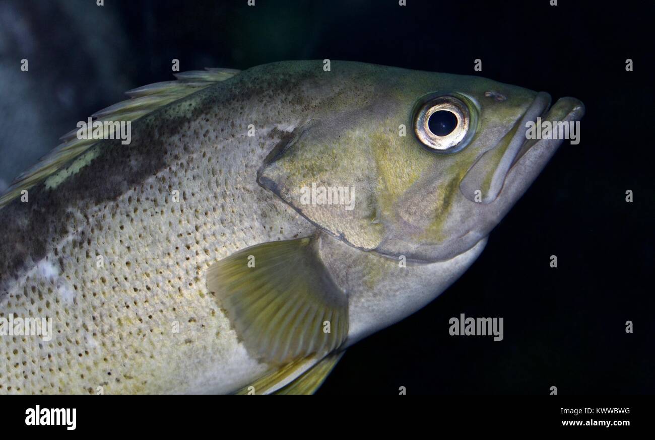 Image of a fish looking in camera in the sea Stock Photo