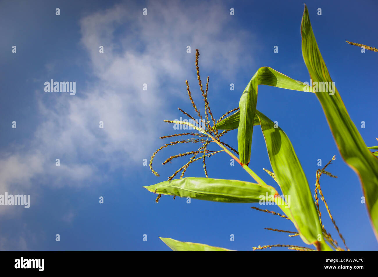 Corn plant with blue sky background Stock Photo