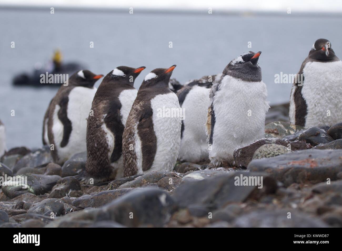 Penguins photographed during a 2 month tour of the various islands of antartica 2017 Stock Photo