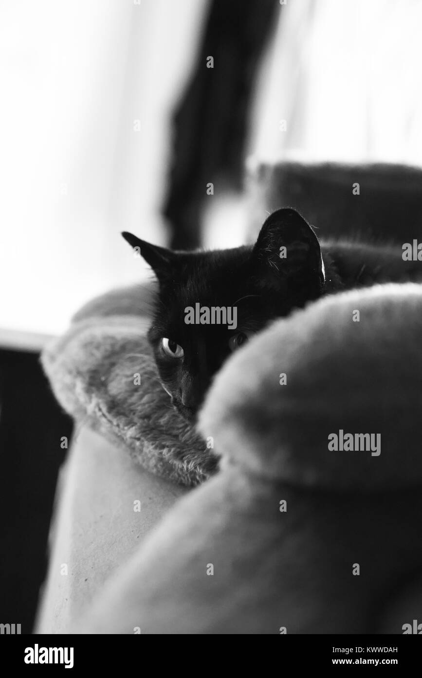 House cats are the best Stock Photo Alamy