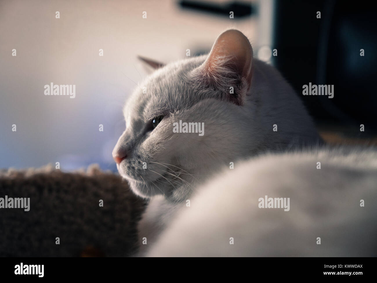 House cats are the best Stock Photo Alamy