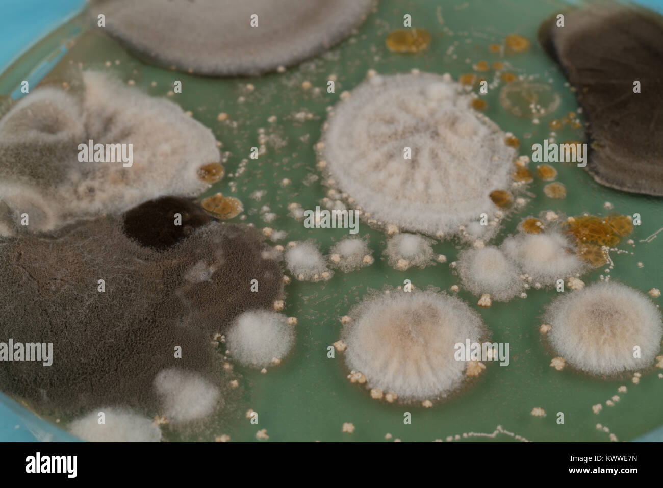growth of in a Petri dish, Bacteria, yeast and mold