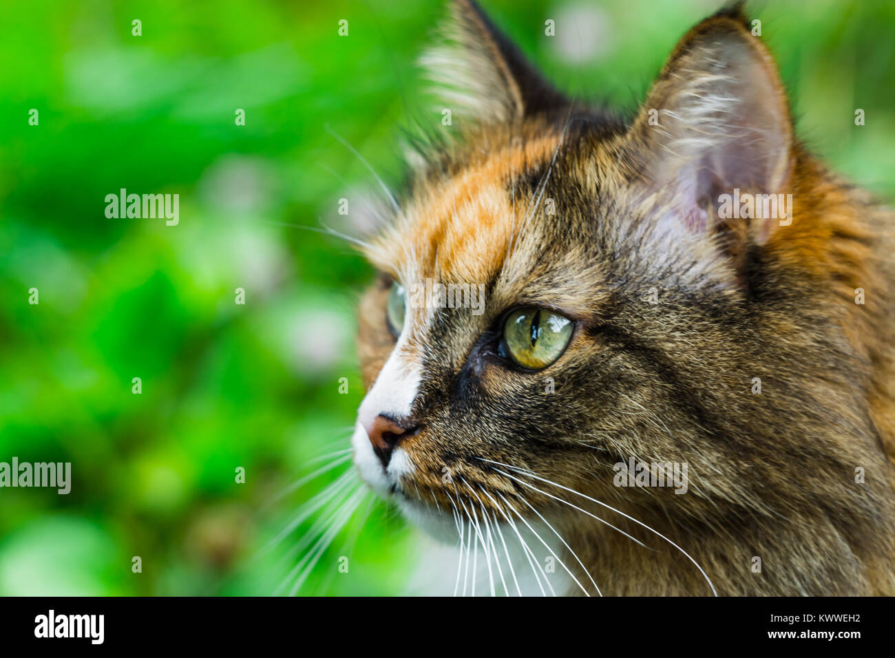 the cat looks into his eyes, a cat with beautiful eyes serious Stock