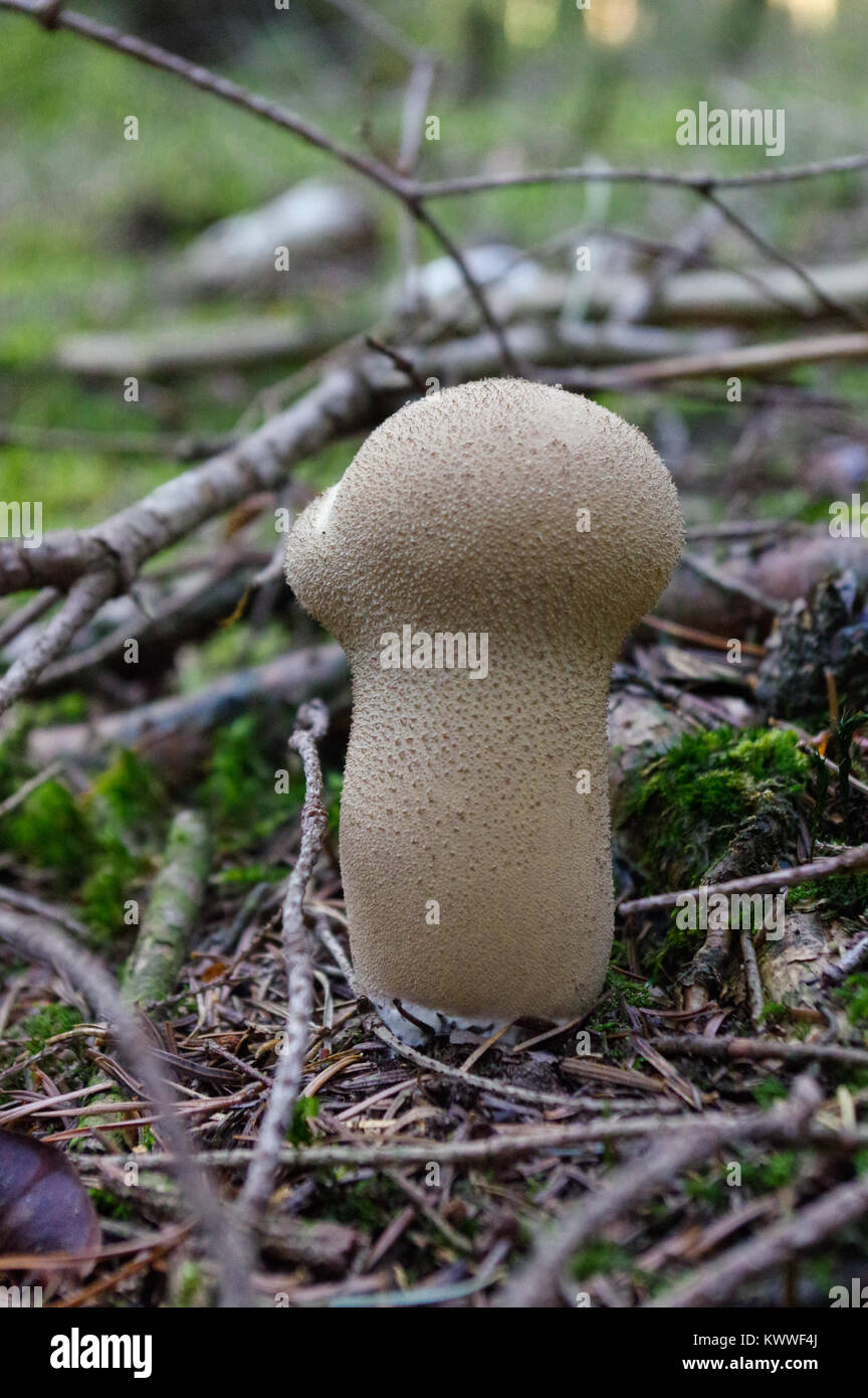 Lycoperdon marginatum mushroom growing in forest ground. known as the peeling puffball. Stock Photo