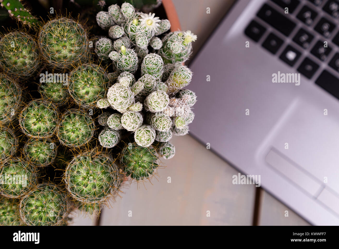 кактус на компьютерном столе