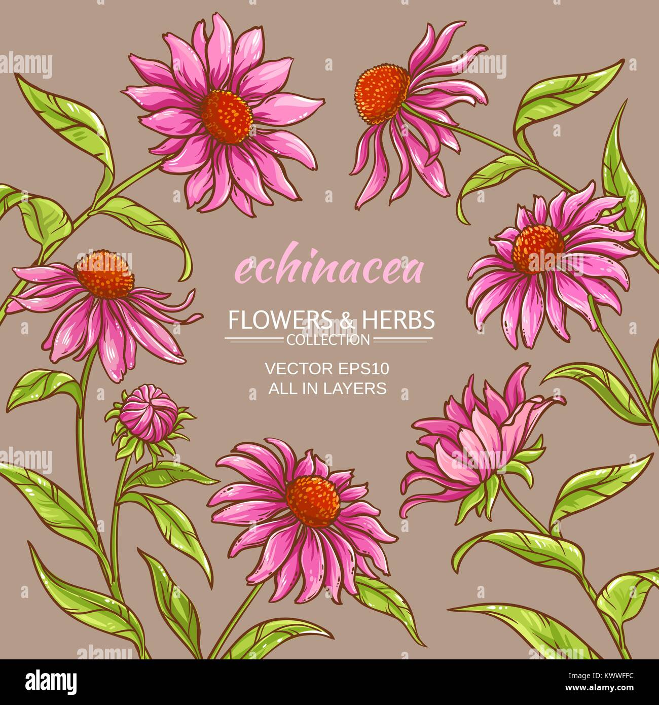echinacea purpurea vector frame on color background Stock Vector Image