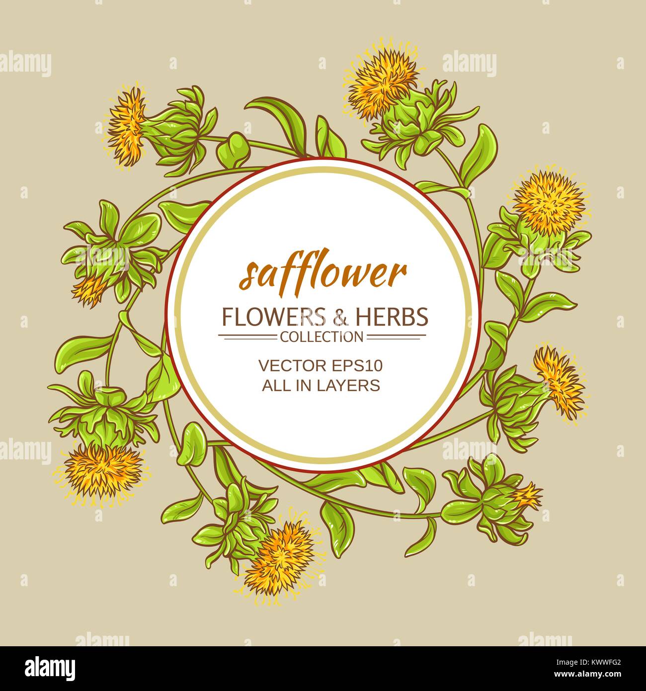 safflower plant vector frame on color background Stock Vector