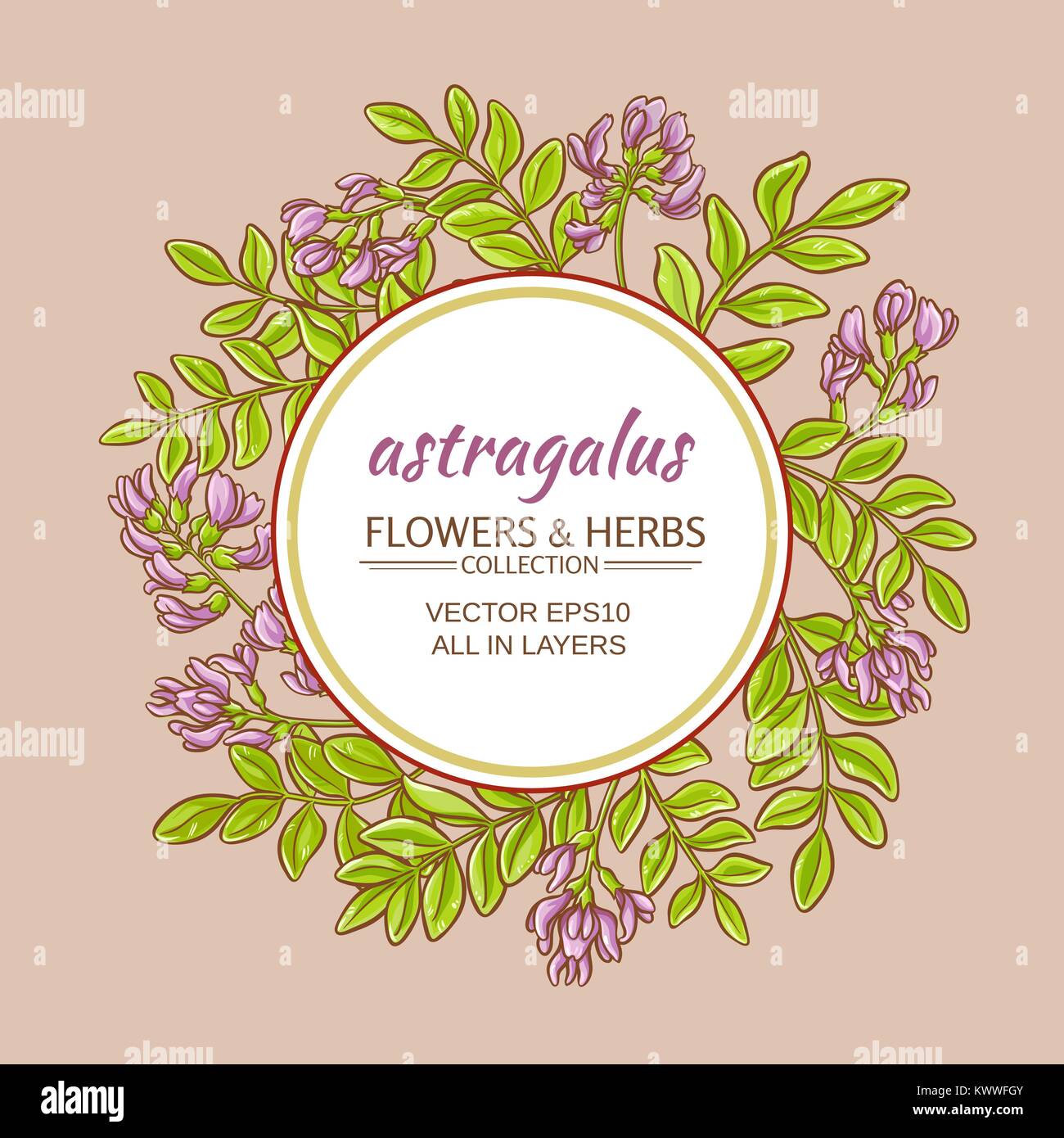 astragalus plant vector frame on color backgrond Stock Vector