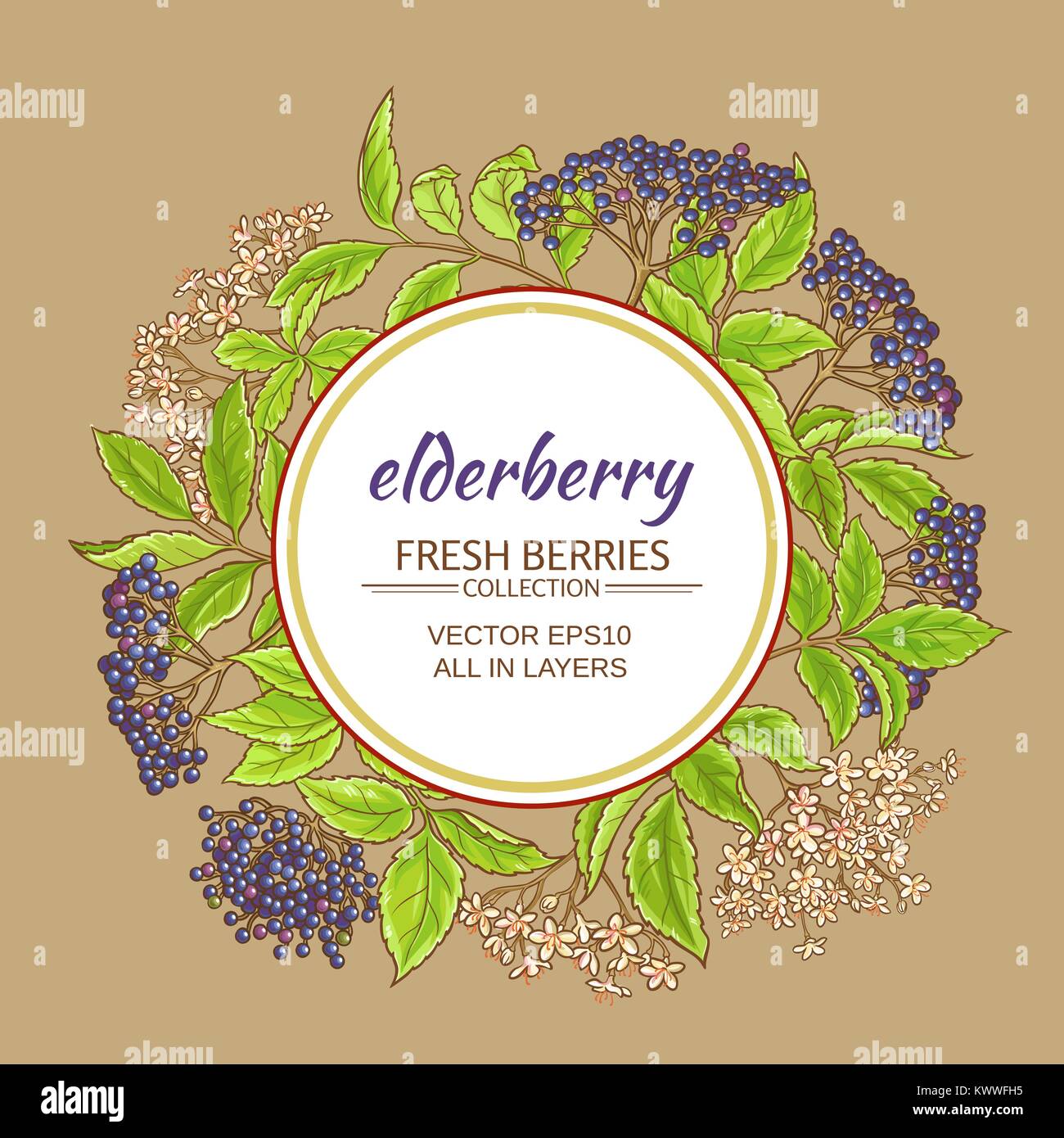 elderberry brances vector frame on color background Stock Vector