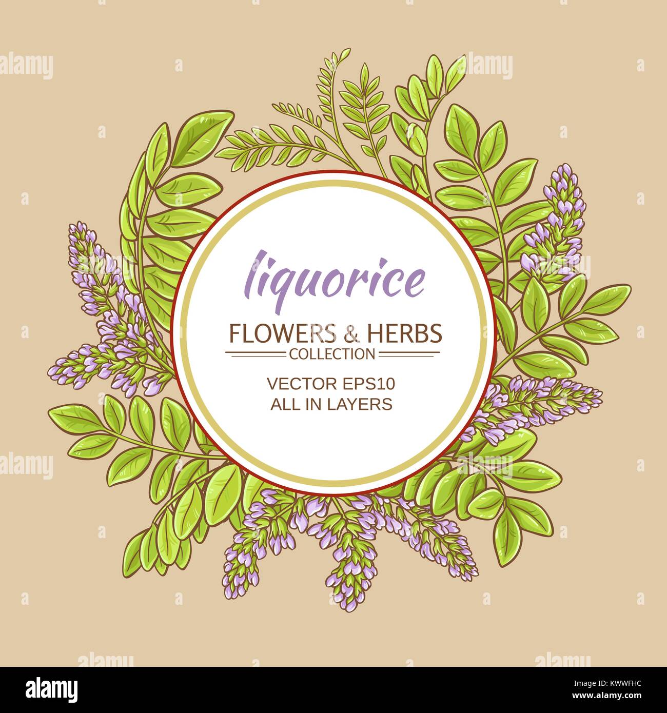 liquorise plant vector frame on color background Stock Vector