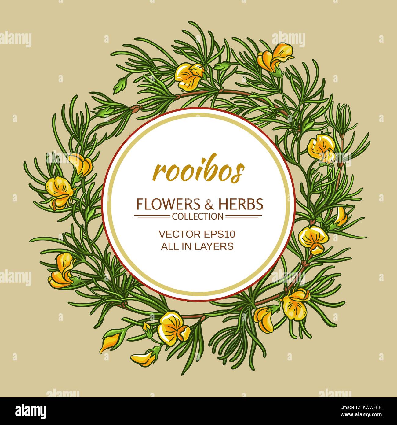 rooibos branches vector frame on color background Stock Vector