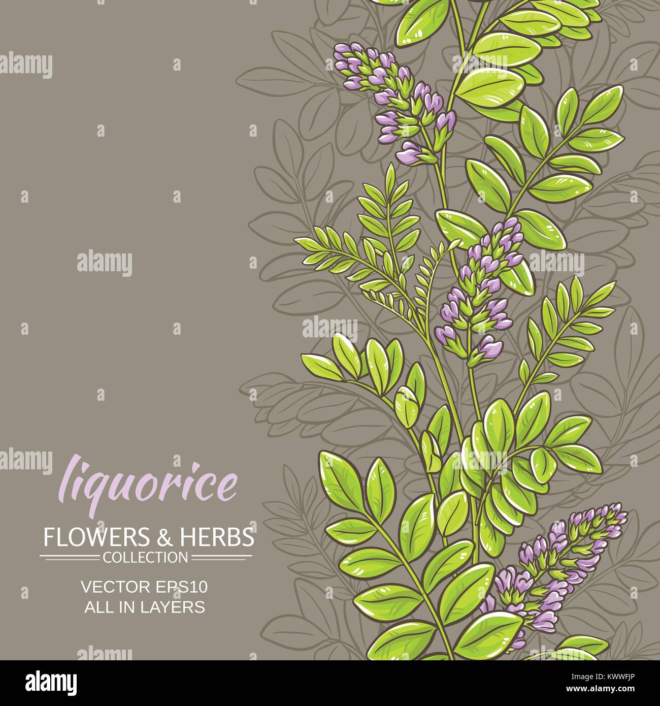 licorice plant vector pattern on color background Stock Vector