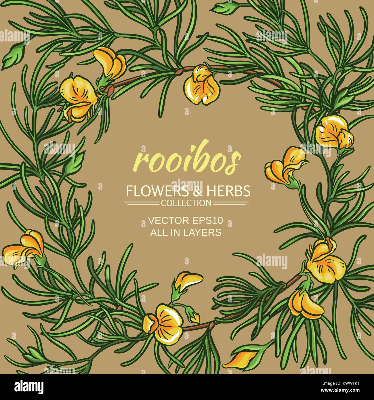 rooibos plant vector frame on color background Stock Vector