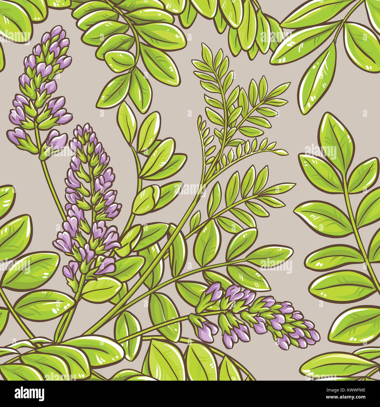 licorice plant seamless pattern on color background Stock Vector
