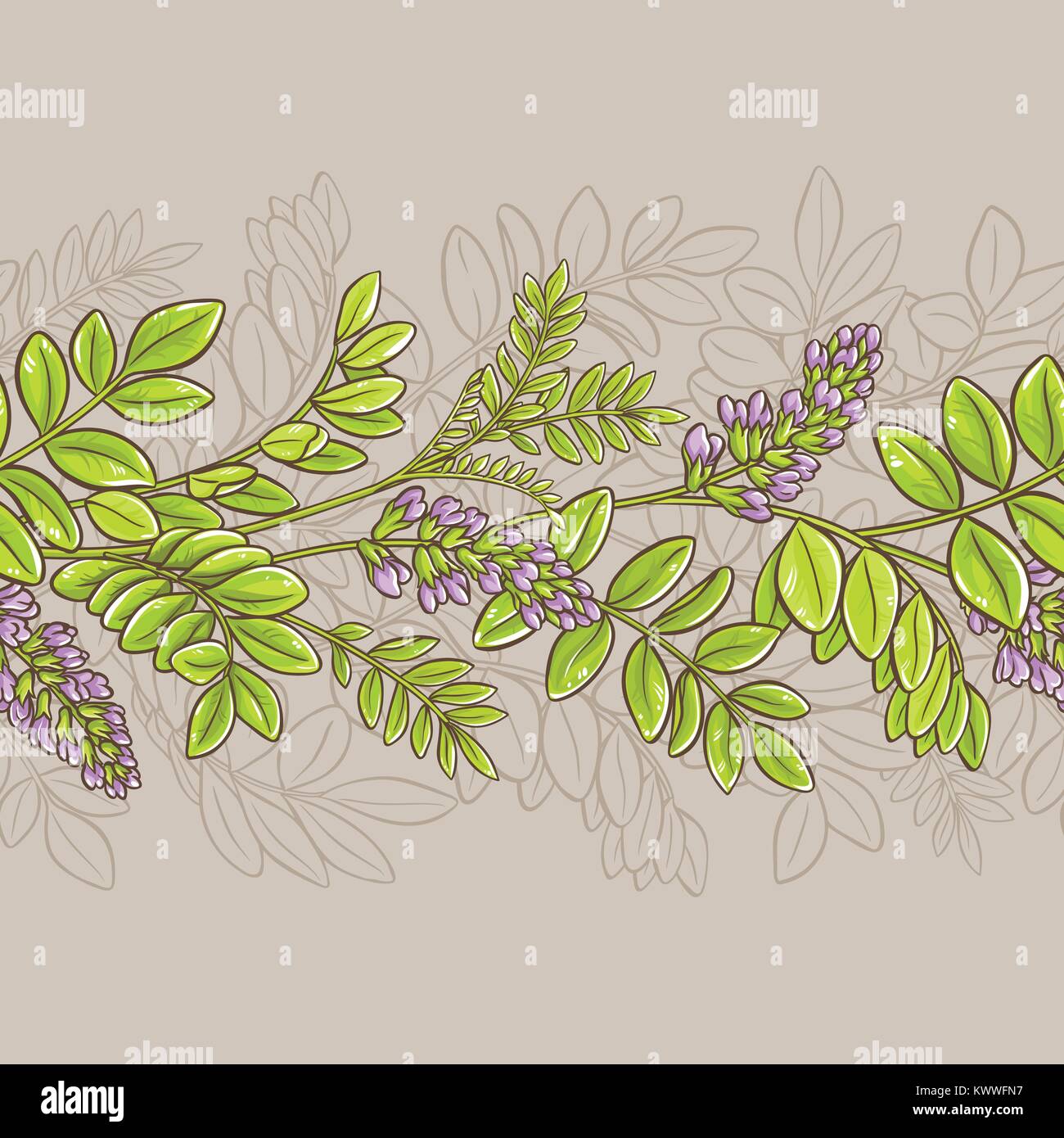 licorice plant seamless pattern on color background Stock Vector