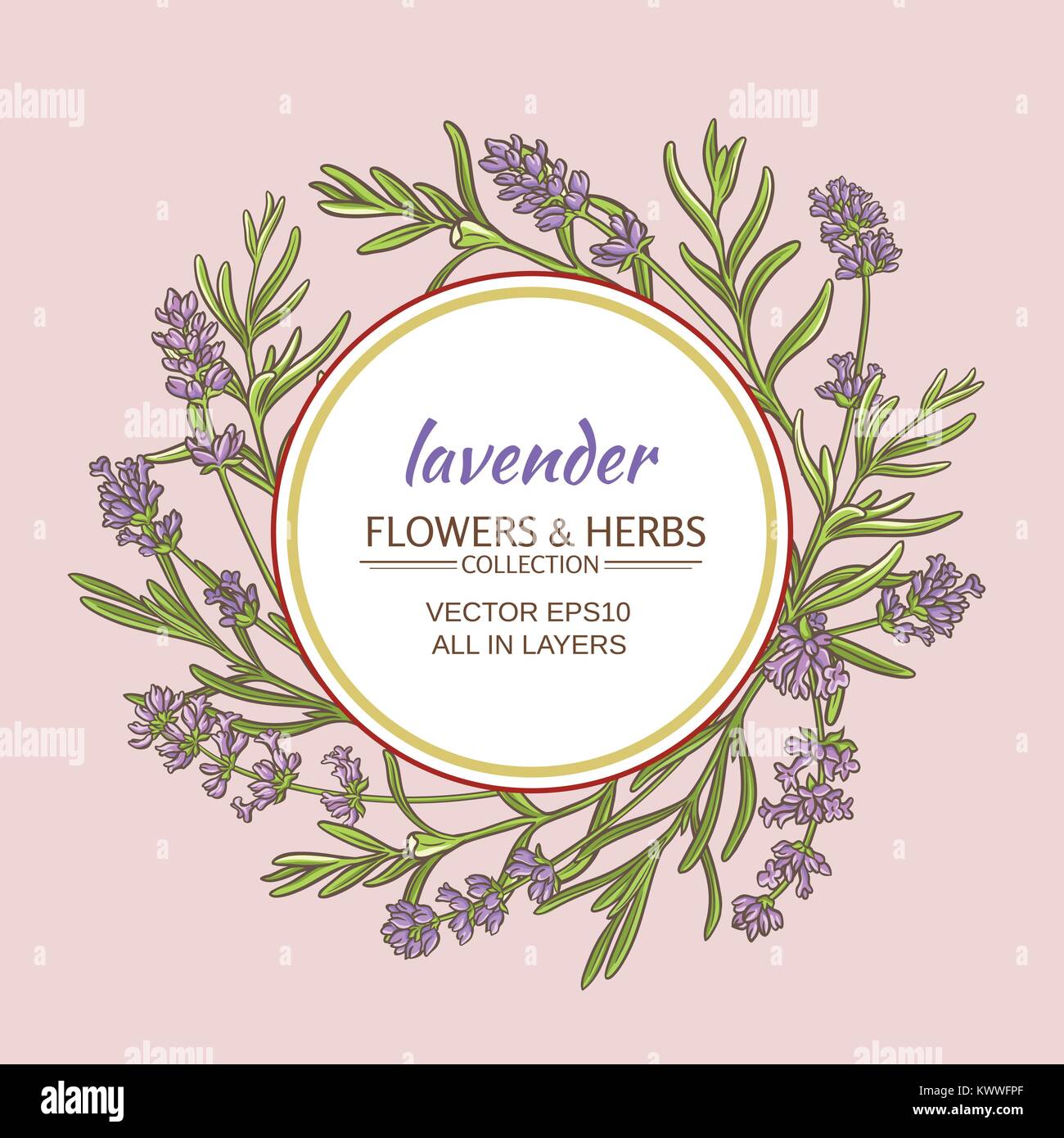 lavender flowers vector frame on color background Stock Vector