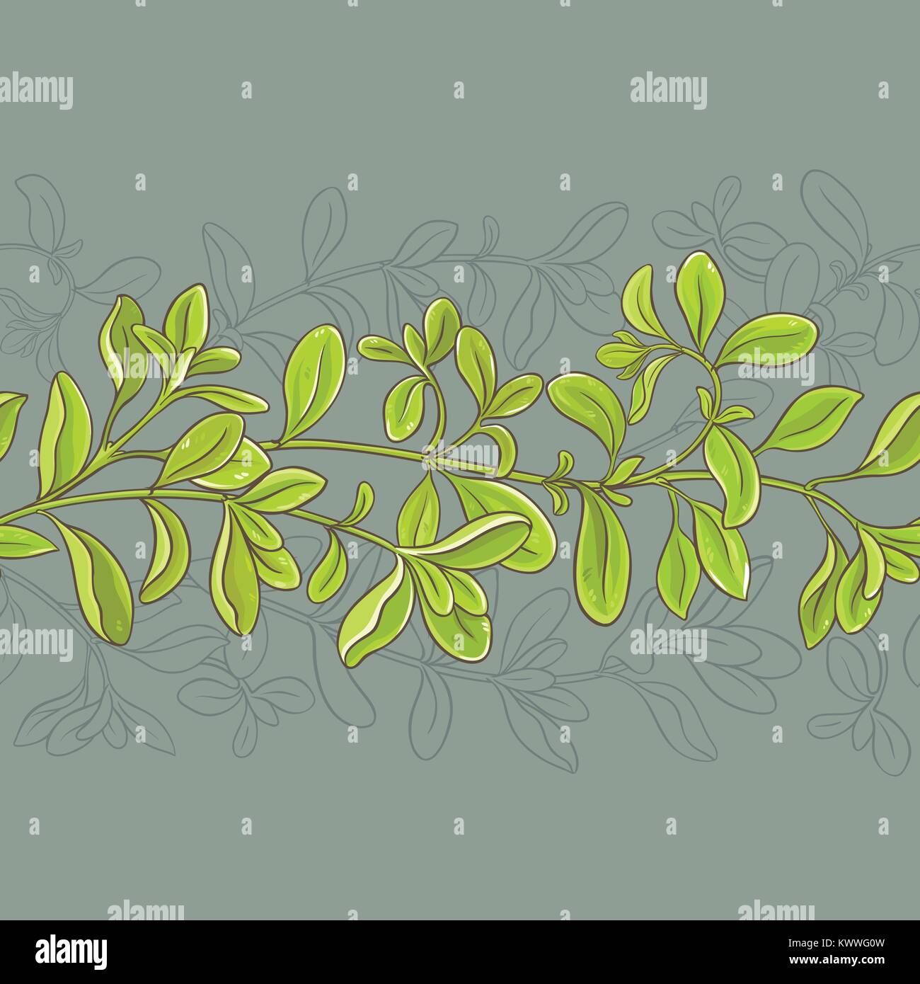 marjoram leaves vector pattern on color background Stock Vector Image