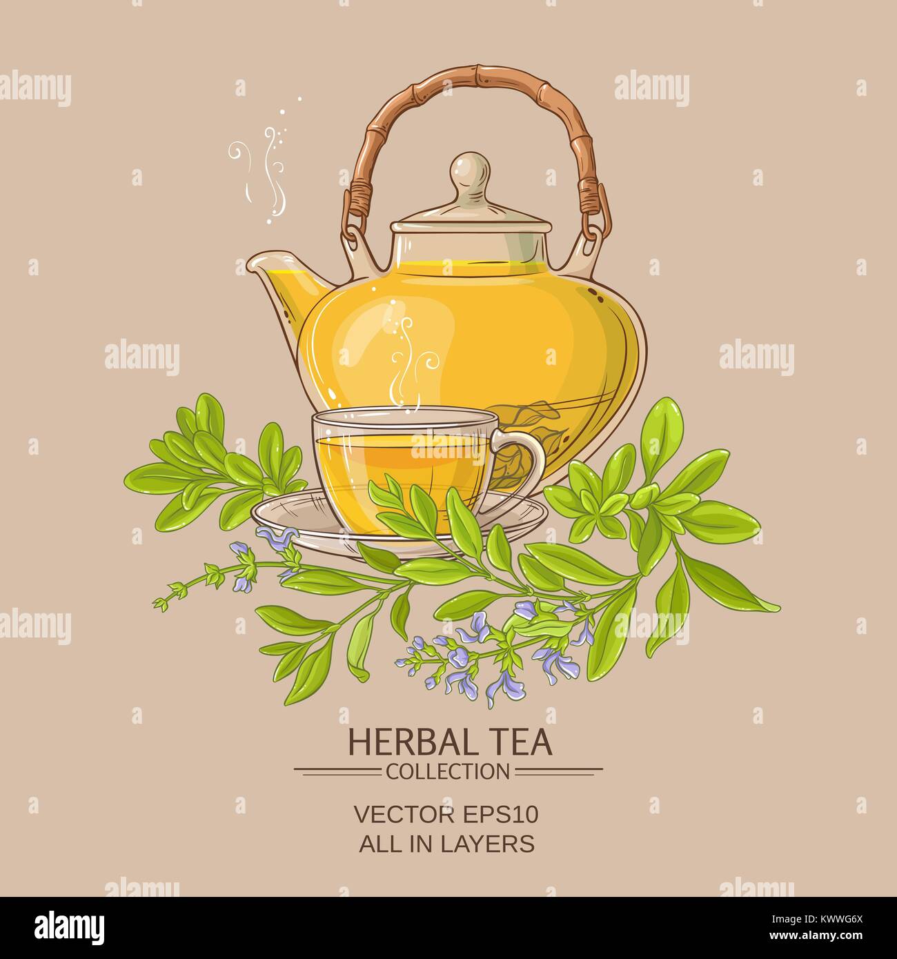 sage tea vector illustration on color background Stock Vector Image ...