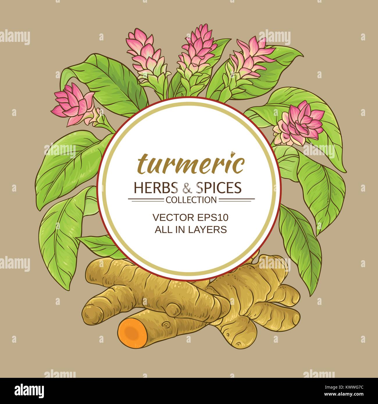 Turmeric Vector Line turmeric plant vector frame on color background Stock Vector Image ...