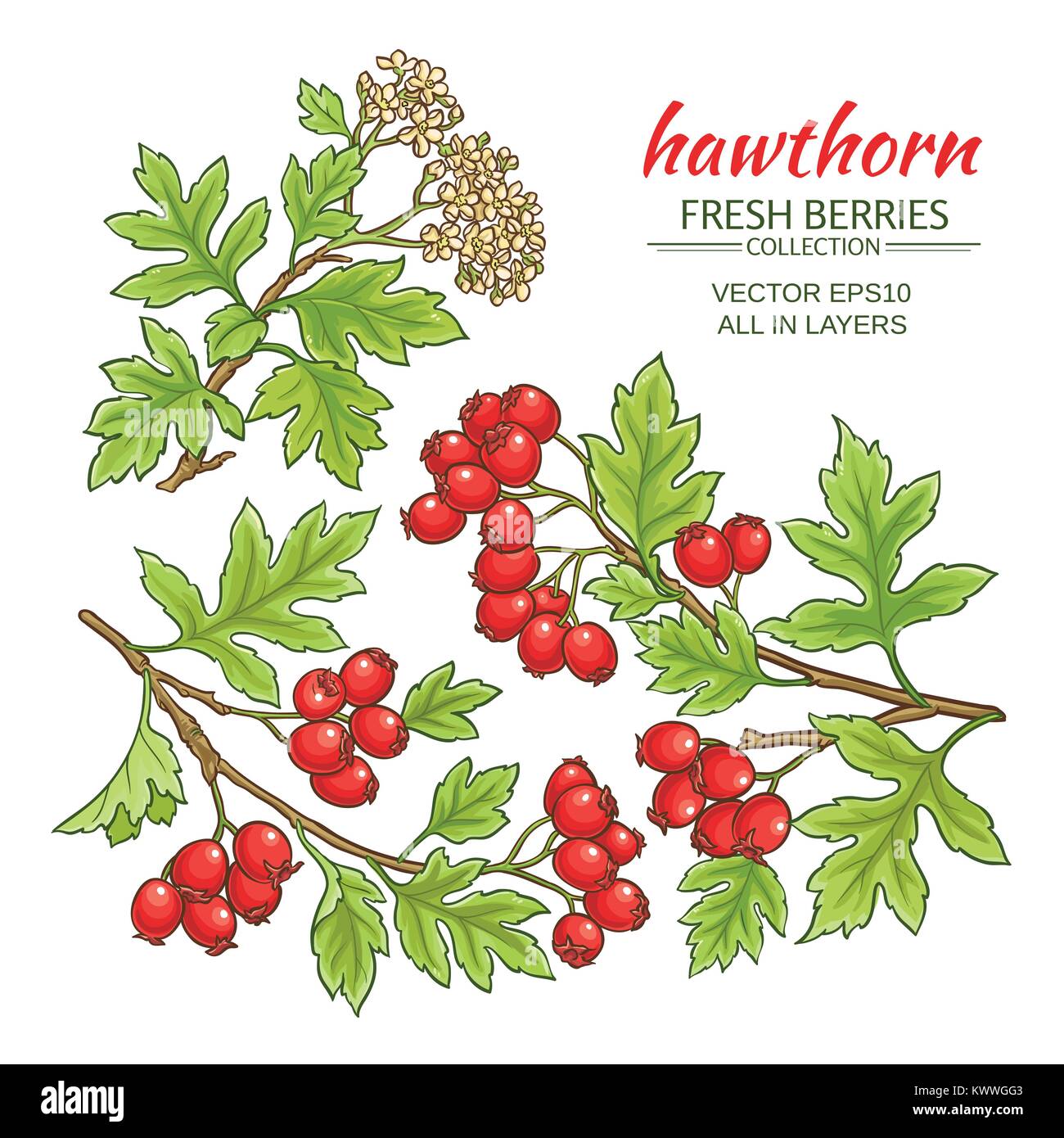 hawthorn branches vector set on white background Stock Vector