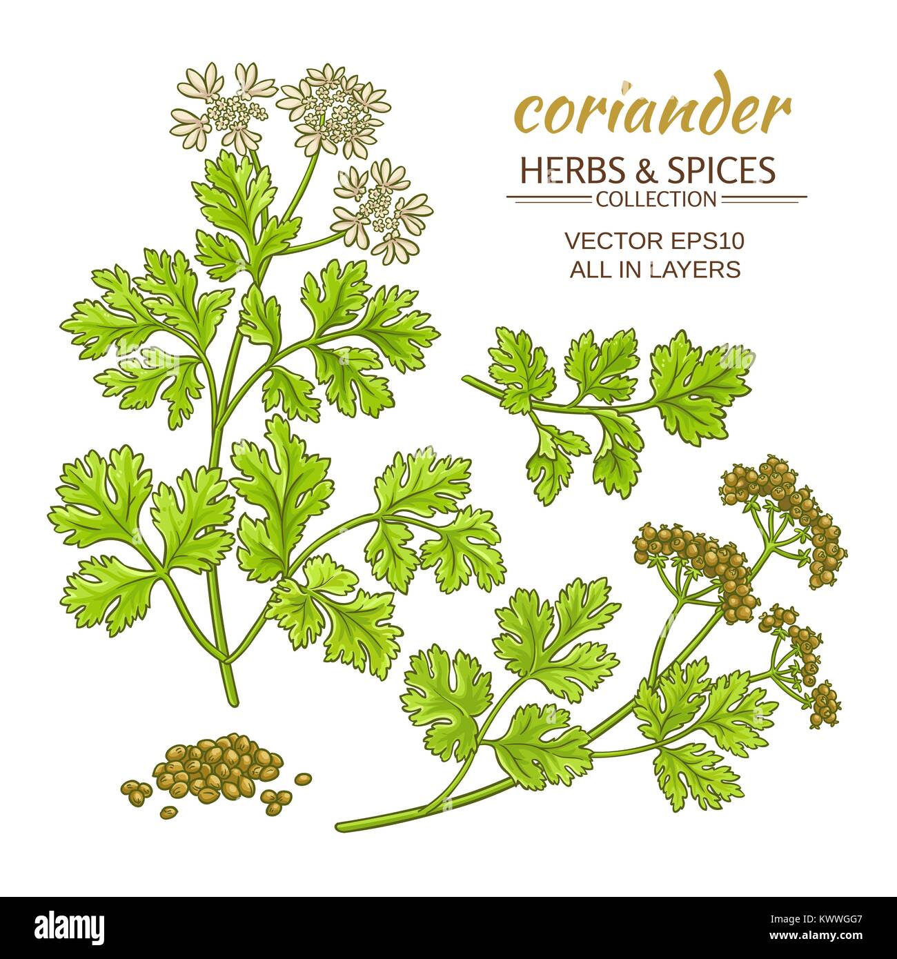 coriander plant vector set on color background Stock Vector Image & Art