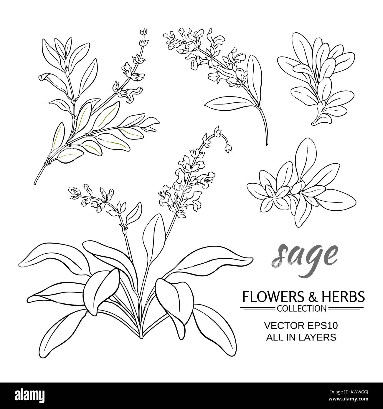 sage plant vector set on white background Stock Vector Image & Art Alamy