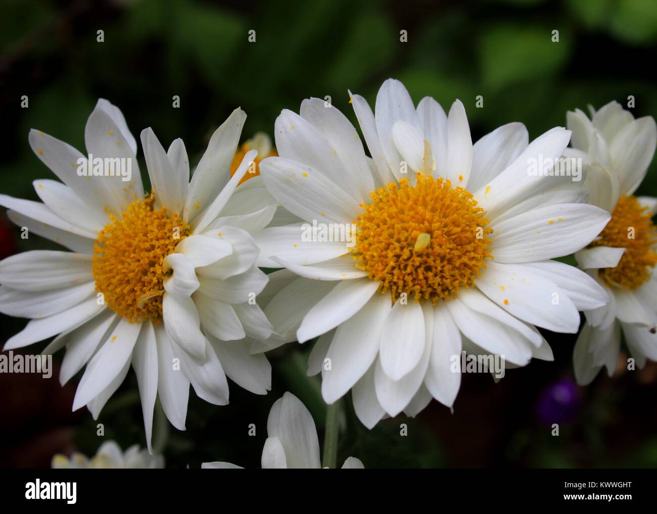 macro - close-up view of  beautiful white & yellow color common daisy flowers  seen in a bungalow garden in Matale, Sri Lanka Stock Photo