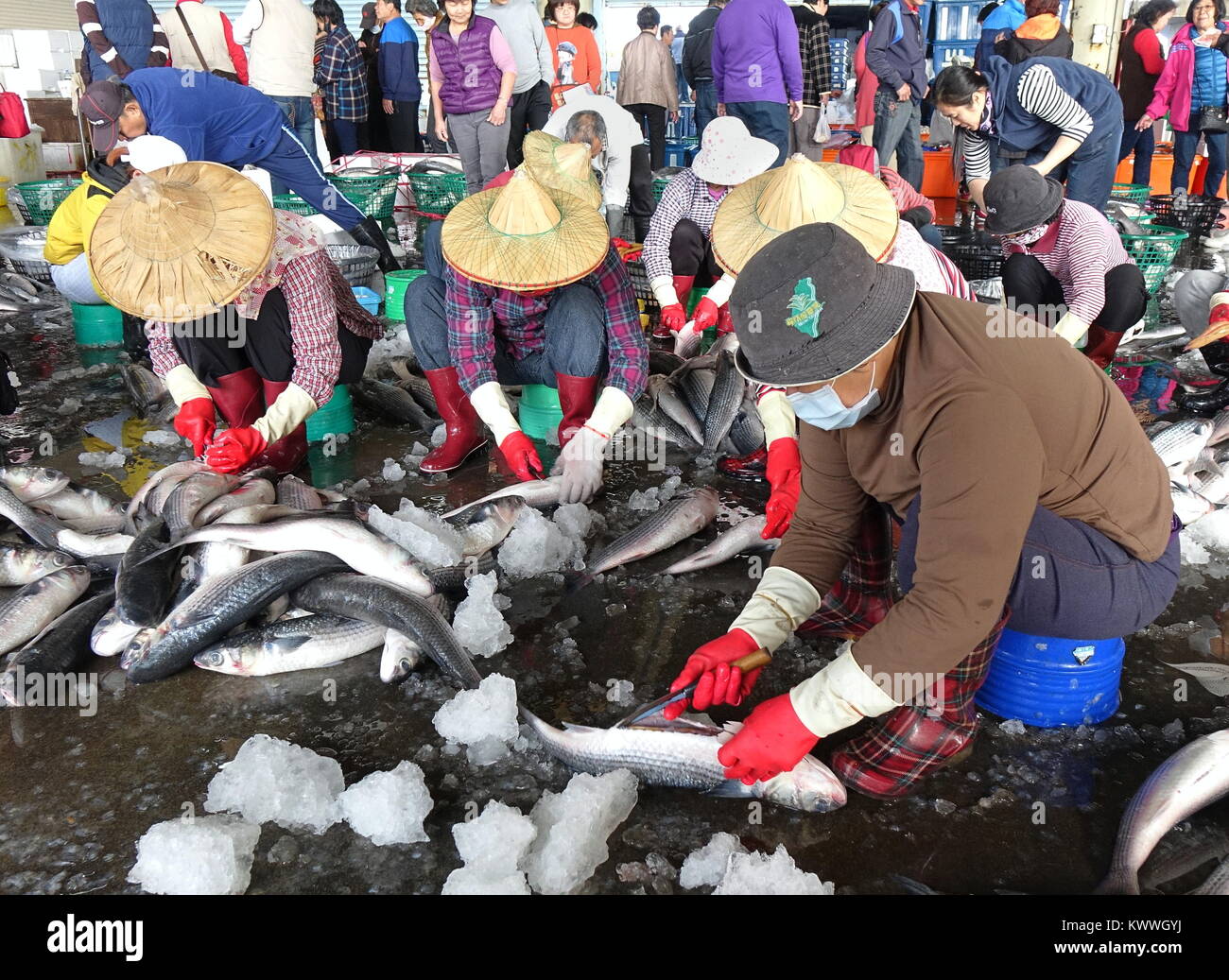 SINDA PORT, TAIWAN -- DECEMBER 31, 2017: Workers extract mullet roes ...