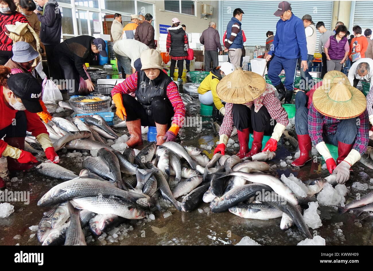 Roes fish hi-res stock photography and images - Alamy