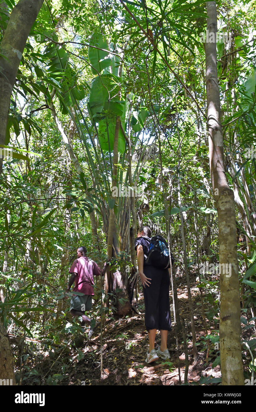 Rain forest at Lokobe Reserve, Nosy be, Madagascar Stock Photo