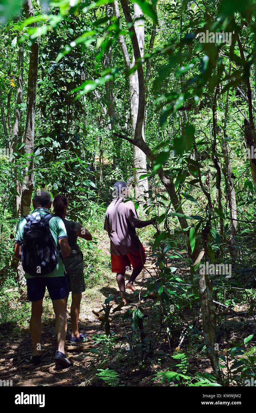 Rain forest at Lokobe Reserve, Nosy be, Madagascar Stock Photo