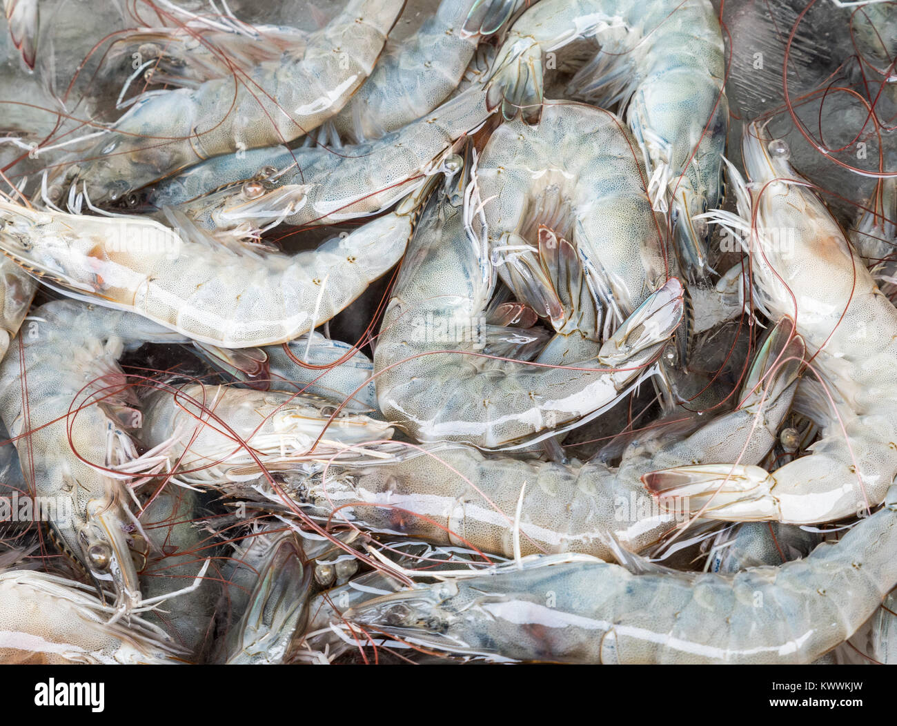 Fresh shrimp pile with the ice cube on the tray for sell in the local market,Thailand. Stock Photo