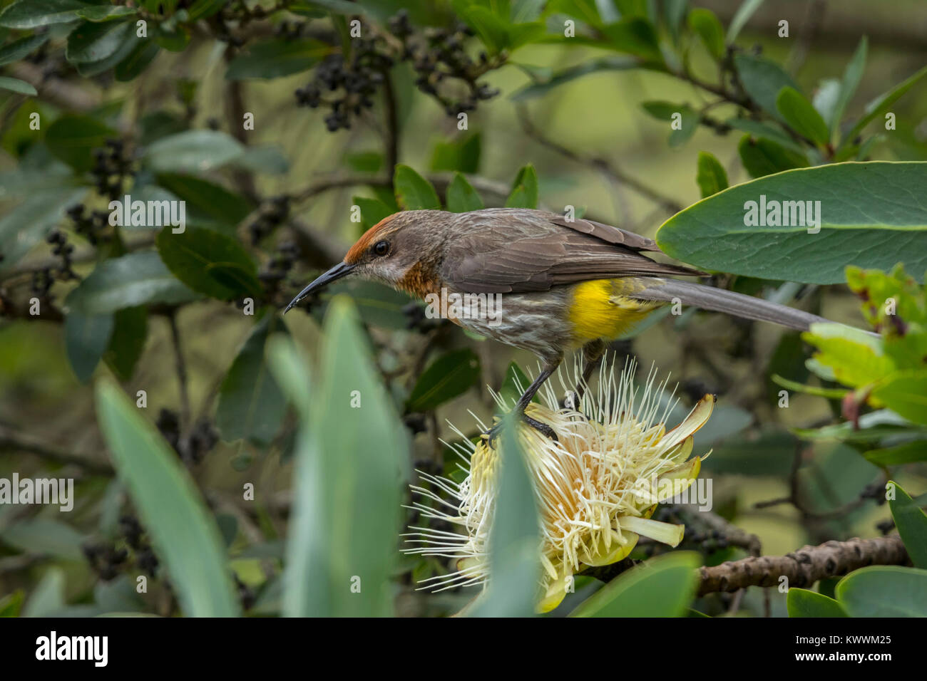 Gurneys Sugarbird (Promerops gurneyi), male in protea flower Stock Photo