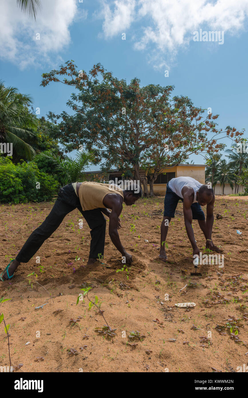Weeding a field by hand, Department of Agriculture, Keta Municipal, Woe, Volta Region, Ghana, Africa Stock Photo