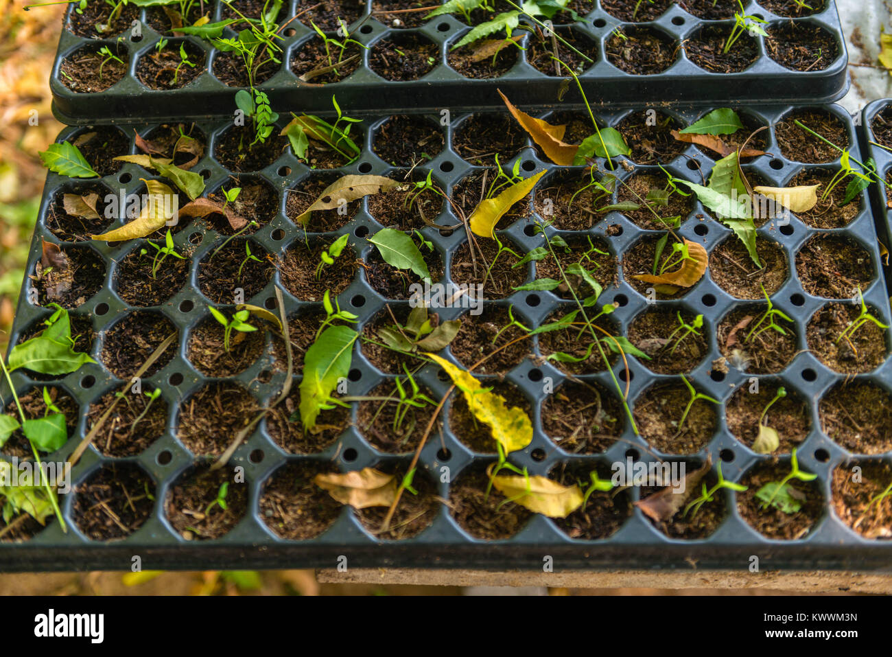 Farming in Ghana, pepper seedings, Anloga, Volta Region, Anloga Stock