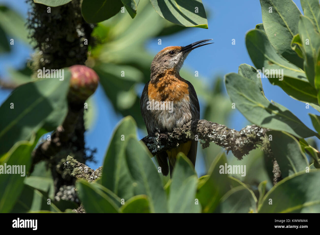 Gurneys Sugarbird (Promerops gurneyi), male singing Stock Photo