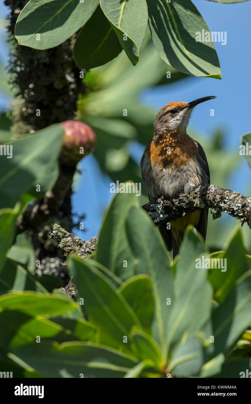 Gurneys Sugarbird (Promerops gurneyi), male Stock Photo