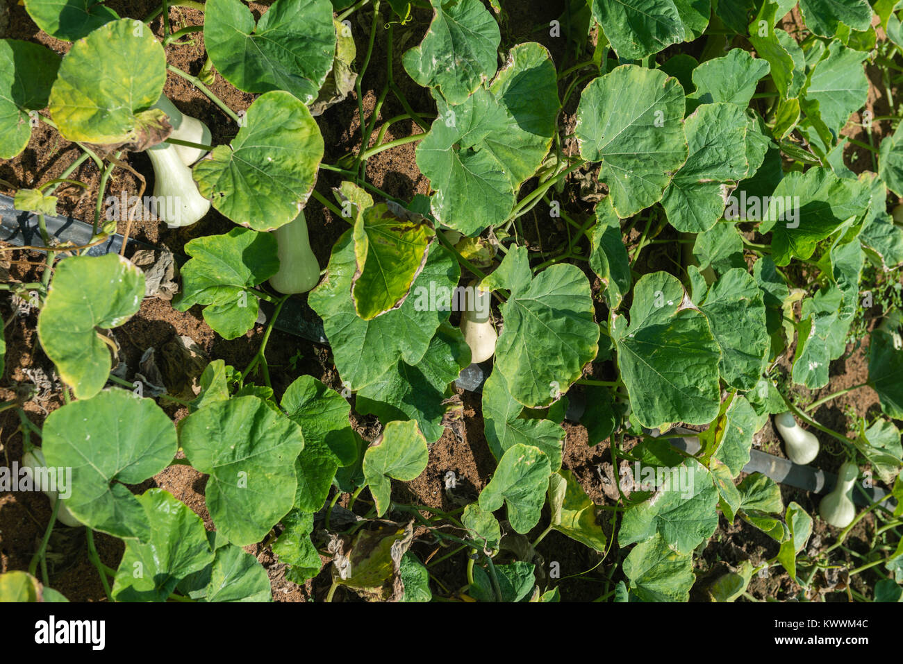 Field of pumpkins, trickle irrigation, Anloga,  Volta Region, Ghana, Africa Stock Photo