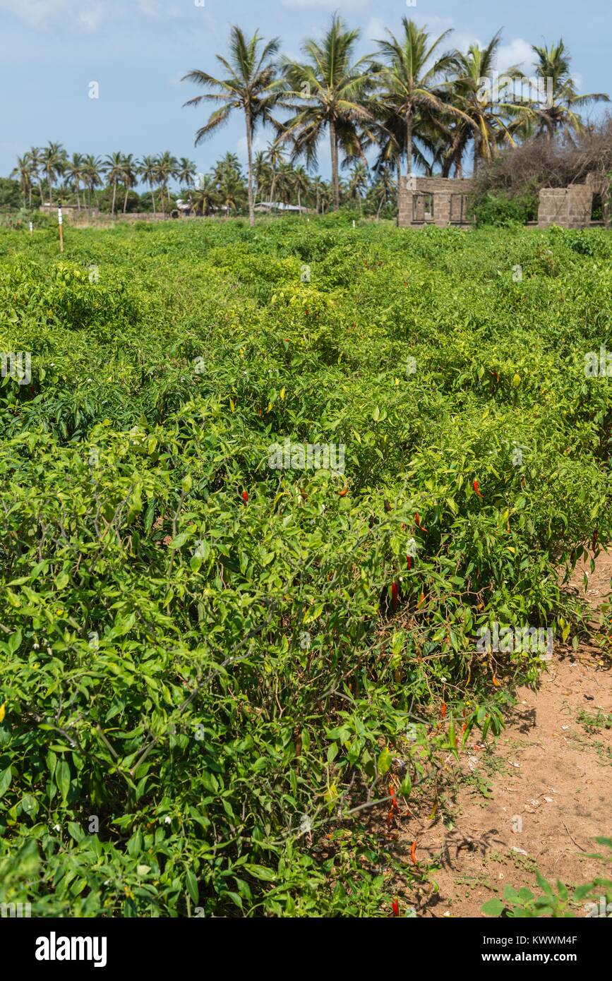 Field of red chilly pepper, Anloga, Volta Region, Ghana, Africa Stock Photo