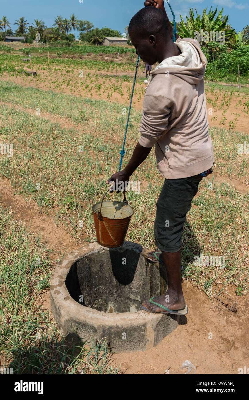 Irrigating fields  the old way, pulling up water from the well, watering the nearby fields by buckets full of water, Anloga, Volta Region, Ghana, Afri Stock Photo
