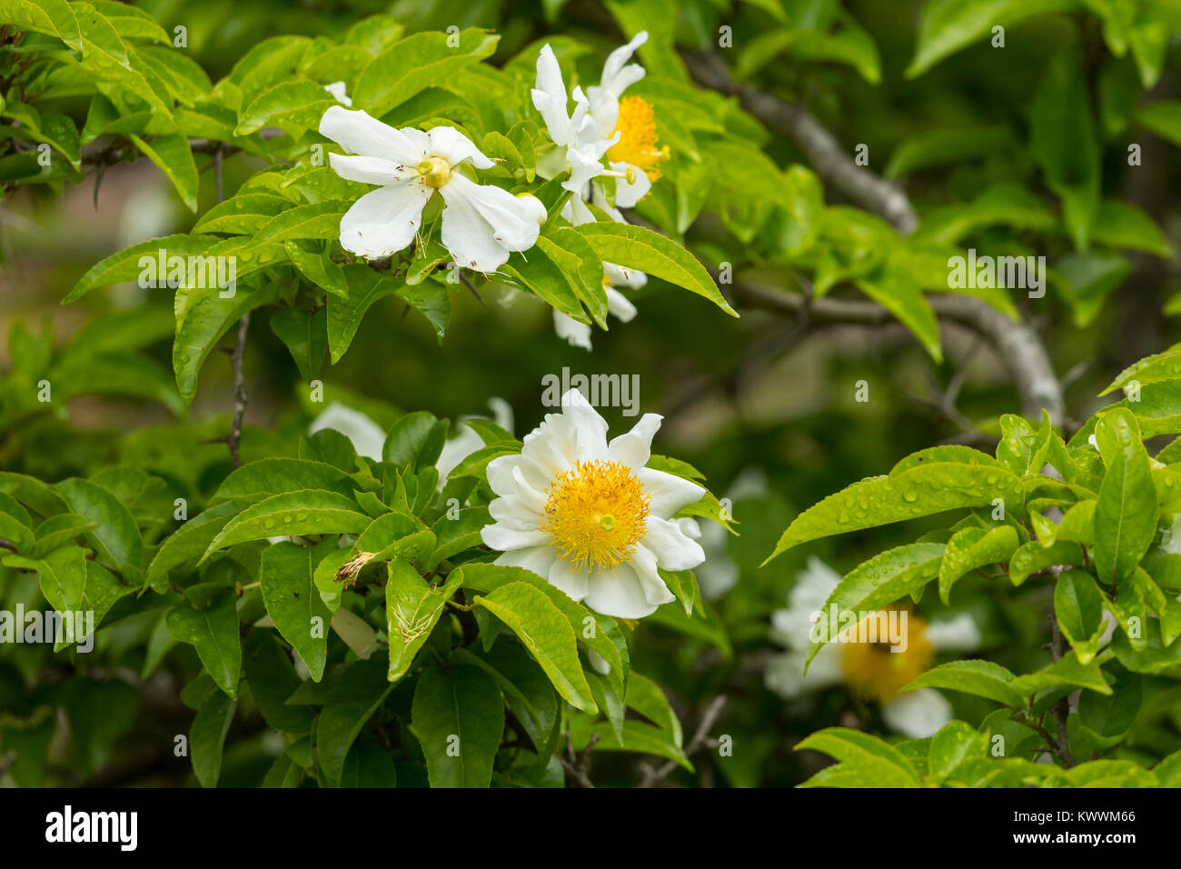 Flowering Snuff Box Tree (Oncoba spinosa), Fried Egg Tree,  (Salicaceae), (Flacourtiaceae) Stock Photo