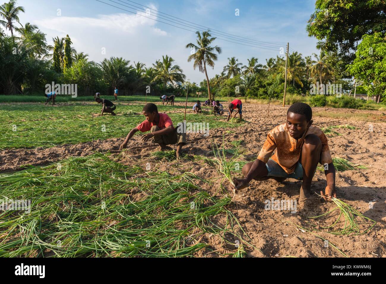 Small scale farming, farm hand planting onions, Anyanui, Volta Region, Ghana, Africa Stock Photo
